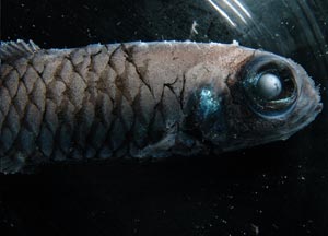 A black deep-sea fish from a depth of 500 meters (1,500 feet). (Photo by Larry Madin, WHOI)