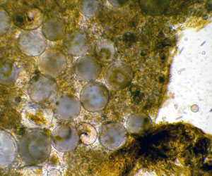 This fecal pellet is loaded with large diatoms (the circular features), a common type of phytoplankton found in the ocean. (Photo by Brennan Phillips, University of Connecticut)