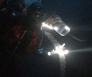 At night, salp chains are near the surface and can be collected in jars by divers. (Photo by Larry Madin, Woods Hole Oceanographic Institution)