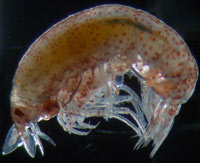 Many species of amphipods, such as this one, named Vibilia, live their lives as parasites inside different kinds of gelatinous animals.