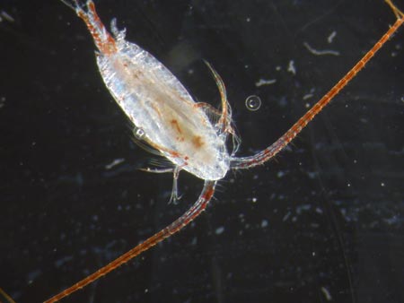 The most common zooplankton in all the oceans are called copepods. (Photo courtesy of Larry Madin, WHOI)