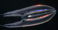 Ctenophores are bioluminescent, and produce a blue-green light. (Photo by Larry Madin, WHOI)