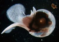 The animal above is called Limacina. It is small, about two millimeters across, and eats phytoplankton. 