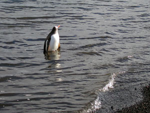 A lone Gentoo penguin near the beach at Whaler’s Bay. (Photo by Albert Williams, Woods Hole Oceanographic Institution)