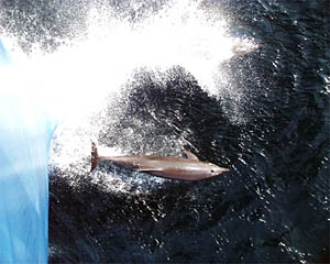 A bottlenose dolphin, riding Atlantis’ bow wave, accompanies us as we steam away from Manzanillo. 