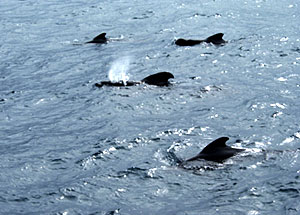 Our old friends the pilot whales have returned today in a pod of around 15. 