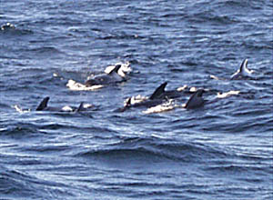  A pod of pilot whales visit R/V Atlantis before Alvin is launched.
