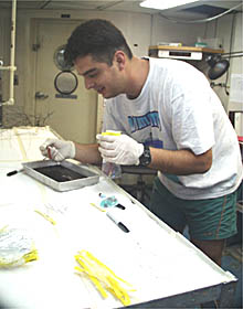   Luis Hurtado uses tweezers to pick up small segmented worms collected during the dive.  