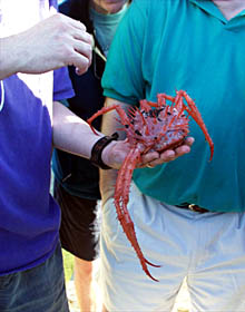 Alvin brought back this large spiny spider crab.