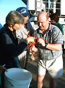 Anna Louise Reysenbach and Tim Shank study a spiny spider crab brought up by Alvin. Bob Feldman looks on. 