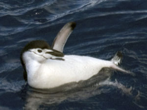 Chinstrap penguins, small birds that spend most of their time at sea, came near the ship and dive boat before one of the checkout dives. This one seemed to be greeting the divers (Photo J. Nishikawa, University of Tokyo)