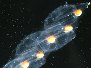 A conventional photo of an Antarctic salp chain. 