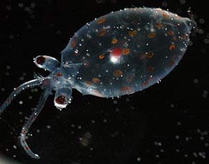 A transparent deep-sea squid found at a depth of 1,000 meters (3,000 feet).(Photo by Larry Madin, WHOI)