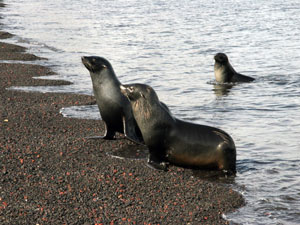 Fur seals come ashore in Whaler’s Bay, Deception Island. (Photo by Jun Nishikawa, University of Tokyo)