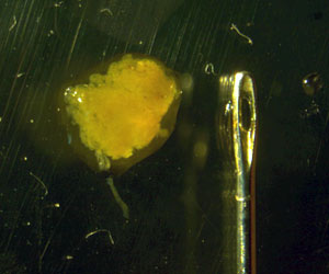 The fecal pellets of these salps, Salpa thompsoni, are about the size of a needle’s eye. (Photo by Brennan Phillips, University of Connecticut)