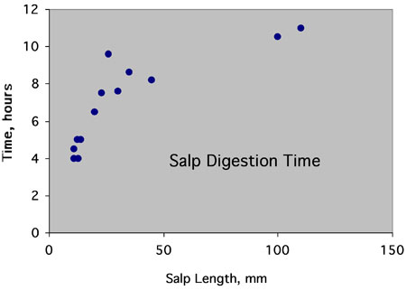 This graph shows the size of developing embryos inside female aggregations of salps, relative to the size (body length) of the aggregate.