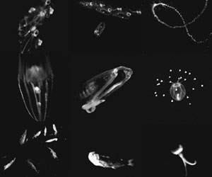 Several pictures of zooplankton taken by the LAPIS instrument at depths down to 500 meters. 