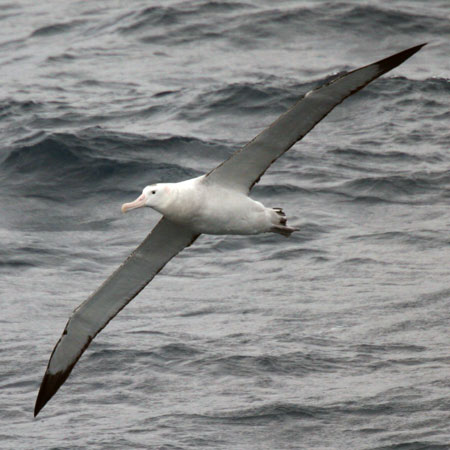 A Wandering Albatross soars above the waves on six-foot (two-meter)  wings, and seldom comes to land. 