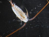 The most common zooplankton in all the oceans are called copepods.