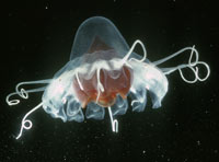 A number of the usually deep jellyfish are not transparent, and instead have dark or red coloring, such as this one, called Periphylla. (Photo by Larry Madin, WHOI)
