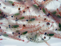 The most obvious and abundant zooplankton in Antarctic waters are the crustaceans known as Antarctic krill, whose scientific name is Euphausiasuperba. (Photo courtesy of the Peter Weibe, WHOI)