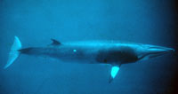 Minkes are the smallest of the baleen whales. (Photo by Larry Madin, WHOI)