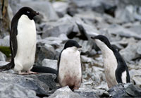 At a rookery next to Palmer Station, Antarctica, an adult Adélie penguin stands near two nearly-grown chicks at the end of the breeding season. (Photo by Byron Pedler, WHOI)
