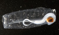 Salps can be single animals (top), called solitaries, or in chains (bottom), called aggregates. 