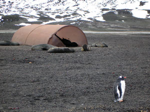 The Gentoo walks unconcernedly past resting seals, a rusting whale oil tank, and the ash-covered crags of Deception Island. (Photo by Brenna Phillips, University of Connecticut)