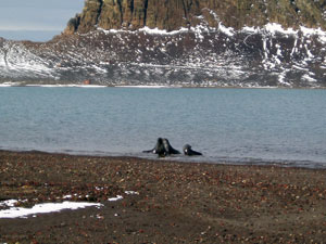 Antarctic fur seals gathered in a small part of Whaler’s Bay, with the outer ring of Deception Island in the background, (Photo by Kelly Rakow, Woods Hole Oceanographic Institution)