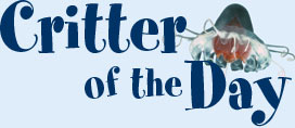 Critter of the Day Banner