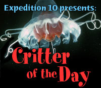 Critter of the Day