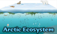 arctic ecosystems