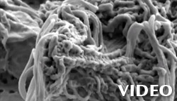3D images of protist