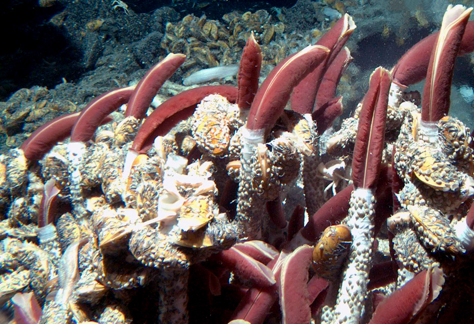 underwater volcanic vent