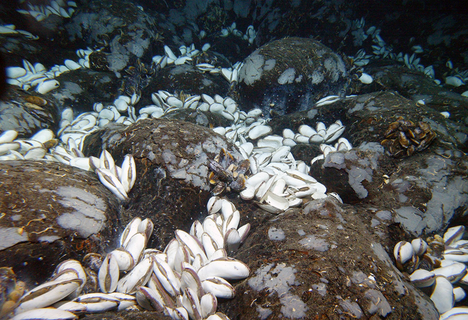 Hydrothermal vent online ecosystem