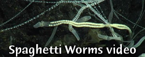 spaghetti worms