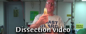 Tubeworm dissection
