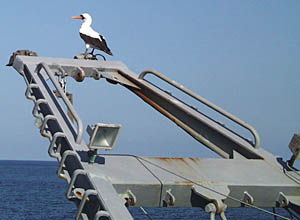 This masked booby is sitting on the starboard hydrowinch A-frame. 