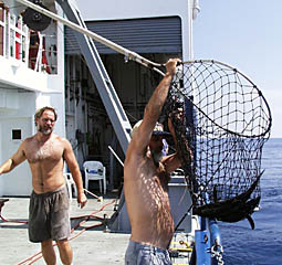 The “Daves” (Able Seaman Grimes holding the net, Chief Mate Murline on the left) have been catching loads of fish. The two fish in the net were both hooked on the same lure. When fish are feeding, they become very competitive, and will go after the same prey. In the Control Van, Mike Perfit (standing) looks over Yogi’s shoulder as he “flies the sonar fish”. Yogi operates the winch controls that let out and bring in the fiber optic cable that connects the DSL-120 sonar vehicle to the ship. When the sea floor deepens, Yogi must let out more cable to remain close enough for data to be collected; when the seafloor shallows, he must spool cable back in to keep the vehicle from crashing into the bottom!
