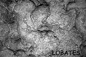 Examples of lobate lava on the East Pacific Rise crest. The distance across the bottom of the image is about 3 meters. These are flatter than pillow lavas, and you can see how the lava flowed.