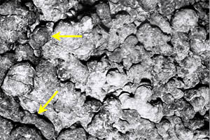 One of the Argo II electronic still camera images showing a contact between the recently erupted dark lava flow (yellow arrows) and the older, lighter-colored pillow lavas. The older pillow lavas appear lighter colored because they have some sediment on them. The scale across the photograph is about 4 meters. 