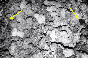 Another Argo II electronic still camera image showing a contact between the recently erupted lava flow (yellow arrows) and the older, lighter-colored pillow lavas. The right arrow shows a small finger of new black lava that has dribbled out onto the older lava. The scale across the photograph is about 4 meters. 