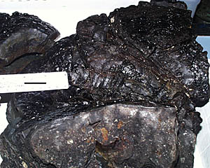 A pillow lava sample collected during one of the dredges we have been doing in the 1° 40’N survey area. The black line on the white ruler is 2.5 centimeters long. Note the shiny black glass on the surface. This is the lava that “quenches” (cools immediately) after the it erupts on the seafloor and comes into contact with the near freezing bottom water. Some of the white specks in the interior of the pillow are large crystals (also called phenocrysts) of plagioclase, a calcium-aluminum silicate mineral. The interior of the pillow cools more slowly than the surface and so crystals have time to form. 