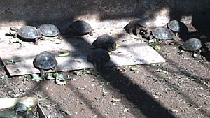 It’s hard to believe that these cute little Galapagos tortoises grow up to be so large! These baby tortoises are a few months old, and are being bred in captivity to help re-populate some of the islands where the natural population of tortoises was near a critical point of going extinct. The success rate of this program is over 80%, and many of the islands have been successfully re-populated with the native tortoises. But there are still many problems that have to be overcome in helping to stabilize some of the plant and animal ecologies in the Galapagos Islands. The Darwin Research Station and Galapagos National Park are working hard to educate people about these problems and to solve them.