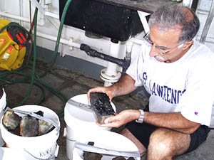 Mike Perfit looks at the glassy basalt samples collected last night and this morning. The rocks must be sorted, and similar types put together in groups for description and sampling. Mike has had lots of practice doing this with rocks from different areas of the mid-ocean ridge in the Atlantic and Pacific Oceans over the last 25 years. 