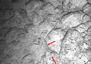 A Benthos 5010 digital image of a volcanic constructional escarpment composed of pillow lava with a dusting of sediment. The view is looking downhill (toward the upper left). The red arrows point to a small lobe of lava that drapes over the next pillow lower down the slope. This successive accumulation of lava during seafloor eruptions is how the ocean crust and mid-ocean ridge are built up. The distance across the bottom of the image is about 4 meters. 