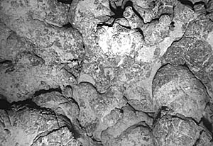Flattened pillow lava on the floor of the Galapagos Rift valley near 97° 45’W Longitude imaged by the Benthos digital camera on Argo II (all the images of the seafloor shown in today’s slide show were taken with this camera). The bottom of the photo is about 4 meters across. 