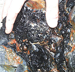 A close-up of the fresh glassy surface and red hydrothermal staining on the large pillow basalt from the western volcano of the Galapagos Rift valley. 