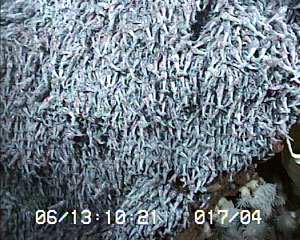 A bounty for biologists and a nightmare for geologists -- hundreds of thousands of shrimp swarm on the side of a chimney, blocking it from view.  